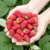 Framboos - Rubus idaeus Heritage - Winterhard - 3 Planten