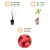 Framboos - Rubus idaeus Heritage - Winterhard - 3 Planten