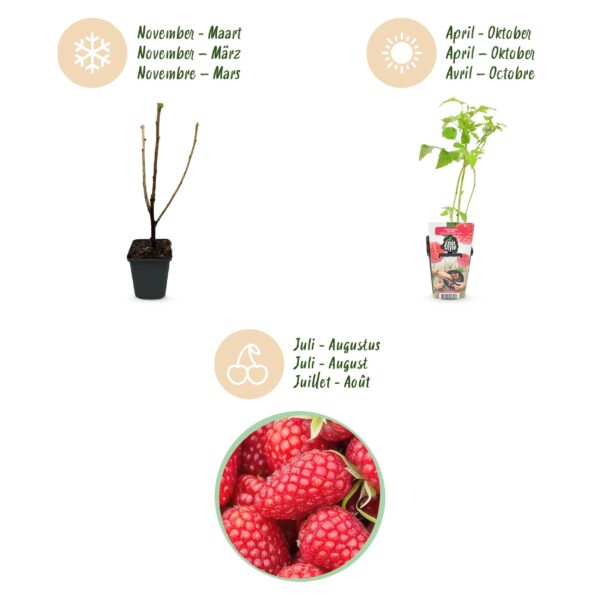 thumbnail_6000-2408.jpg Framboos - Rubus idaeus Heritage - Winterhard - 3 Planten