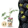 Groenblijvende Braam - Rubus Thornless Evergreen - Winterhard - 3 Planten