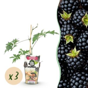 thumbnail_6000-2409.jpg Groenblijvende Braam - Rubus Thornless Evergreen - Winterhard - 3 Planten