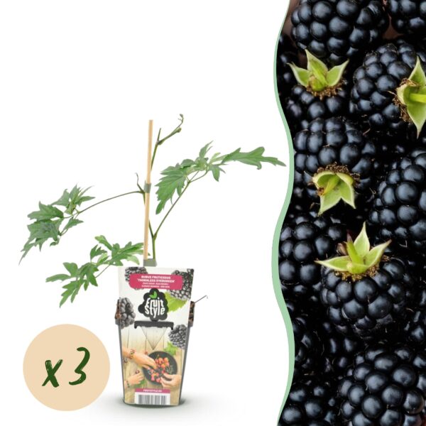 thumbnail_6000-2409.jpg Groenblijvende Braam - Rubus Thornless Evergreen - Winterhard - 3 Planten