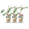 Groenblijvende Braam - Rubus Thornless Evergreen - Winterhard - 3 Planten