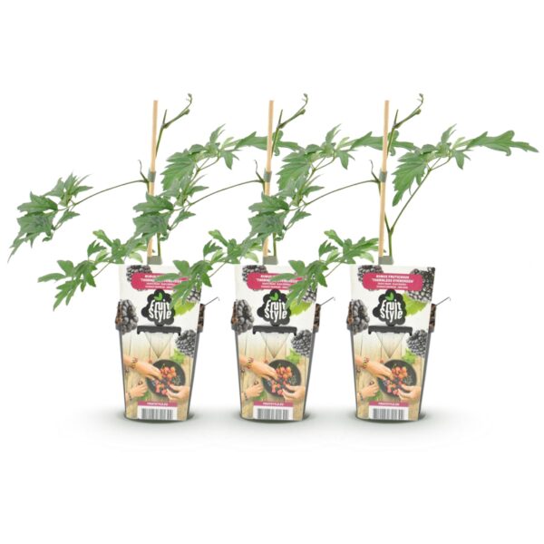 thumbnail_6000-2410.jpg Groenblijvende Braam - Rubus Thornless Evergreen - Winterhard - 3 Planten
