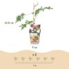 Groenblijvende Braam - Rubus Thornless Evergreen - Winterhard - 3 Planten