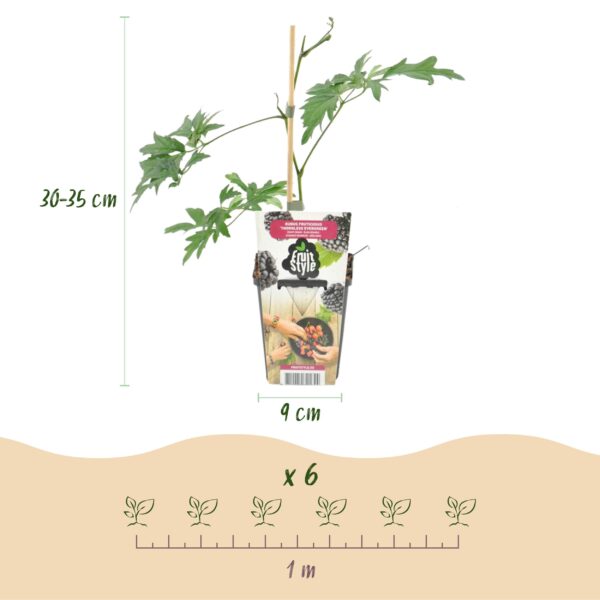 thumbnail_6000-2411.jpg Groenblijvende Braam - Rubus Thornless Evergreen - Winterhard - 3 Planten