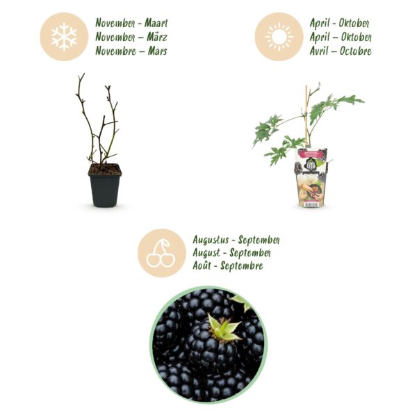 thumbnail_6000-2420.jpg Groenblijvende Braam - Rubus Thornless Evergreen - Winterhard - 3 Planten