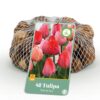 Tulipa Pink - Red - Tulp - Roze en Rood - Voorjaarsbloeier - Bolmaat 10/12 | 40 stuks