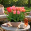 Tulipa Pink - Red - Tulp - Roze en Rood - Voorjaarsbloeier - Bolmaat 10/12 | 40 stuks