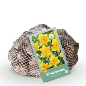 Narcissus Yellow - Gele narcis - Geel - Voorjaarsbloeier - Bolmaat 10/12 | 40 stuks