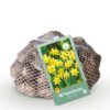 Narcissus Tete- A -Tete - Dwergnarscis Tête-à-Tête - Geel - Voorjaarsbloeier - Bolmaat 10/12 | 50 stuks