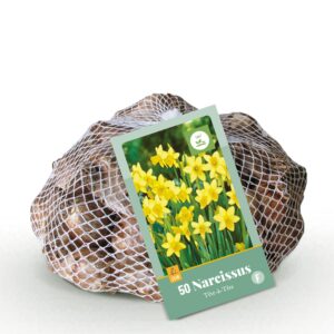 Narcissus Tete- A -Tete - Dwergnarscis Tête-à-Tête - Geel - Voorjaarsbloeier - Bolmaat 10/12 | 50 stuks