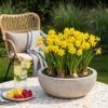 Narcissus Tete- A -Tete - Dwergnarscis Tête-à-Tête - Geel - Voorjaarsbloeier - Bolmaat 10/12 | 50 stuks