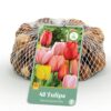 Tulipa Darwin Hybride mix - Darwin-tulp mix - Diversen - Voorjaarsbloeier - Bolmaat 10/12 | 40 stuks