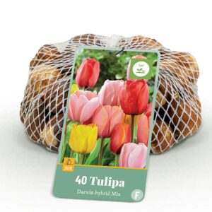 Tulipa Darwin Hybride mix - Darwin-tulp mix - Diversen - Voorjaarsbloeier - Bolmaat 10/12 | 40 stuks