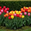 Tulipa Darwin Hybride mix - Darwin-tulp mix - Diversen - Voorjaarsbloeier - Bolmaat 10/12 | 40 stuks