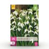 Galanthus Elwesii - Grote sneeuwklokje - Wit - Voorjaarsbloeier - Bolmaat 5/6 | 25 stuks