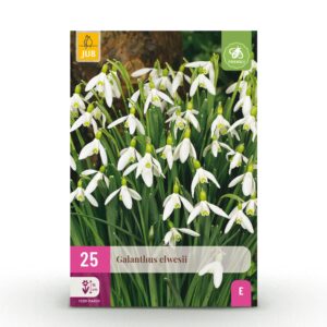 Galanthus Elwesii - Grote sneeuwklokje - Wit - Voorjaarsbloeier - Bolmaat 5/6 | 25 stuks