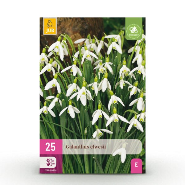 thumbnail_6000-2465.jpg Galanthus Elwesii - Grote sneeuwklokje - Wit - Voorjaarsbloeier - Bolmaat 5/6 | 25 stuks