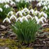 Galanthus Elwesii - Grote sneeuwklokje - Wit - Voorjaarsbloeier - Bolmaat 5/6 | 25 stuks