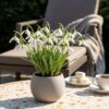 Galanthus Elwesii - Grote sneeuwklokje - Wit - Voorjaarsbloeier - Bolmaat 5/6 | 25 stuks