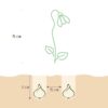 Galanthus Elwesii - Grote sneeuwklokje - Wit - Voorjaarsbloeier - Bolmaat 5/6 | 25 stuks