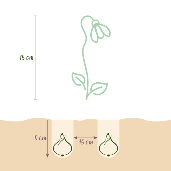 thumbnail_6000-2468.jpg Galanthus Elwesii - Grote sneeuwklokje - Wit - Voorjaarsbloeier - Bolmaat 5/6 | 25 stuks