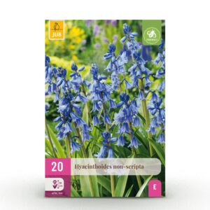 Hyacinthoides non Scripta - Wilde hyacint - Blauw - Verwilderingsbol - Bolmaat 7/8 | 20 stuks