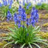 Hyacinthoides non Scripta - Wilde hyacint - Blauw - Verwilderingsbol - Bolmaat 7/8 | 20 stuks