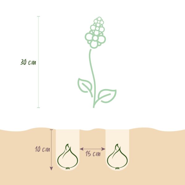 thumbnail_6000-2478.jpg Hyacinthoides non Scripta - Wilde hyacint - Blauw - Verwilderingsbol - Bolmaat 7/8 | 20 stuks
