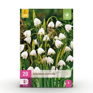 Leucojum Aestivum - Zomersneeklokje - Wit - Voorjaarsbloeier - Bolmaat 8/9 | 20 stuks