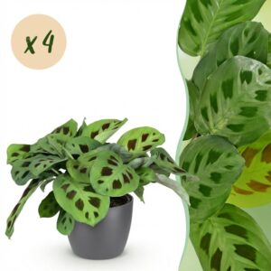 thumbnail_6000-249.jpg Maranta Fascinator Kerchoveana - Zebraplant - Huisdiervriendelijke Plant - Groen - 4 Planten - met Potter Grijs