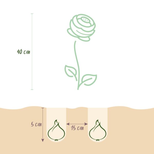 thumbnail_6000-2497.jpg Ranunculus Mix - Ranonkel Mix - Diversen - Zomerbloeier - Bolmaat 5/6 | 40 stuks