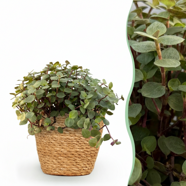 thumbnail_6000-25.png Calissia repens - Kattengras - Huisdiervriendelijk - Groen - met Mand
