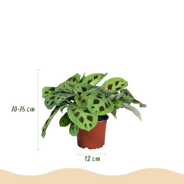 Maranta Fascinator Kerchoveana - Zebraplant - Huisdiervriendelijke Plant - Groen - 4 Planten - met Potter Grijs