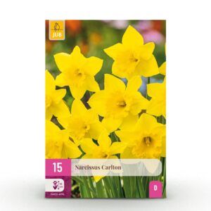 15x Narcissus Carlton - Gele narcis - Geel - Voorjaarsbloeier - Bolmaat 12/14