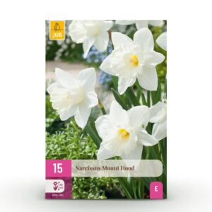 15x Narcissus Mount Hood - Trompetnarcis - Wit - Voorjaarsbloeier - Bolmaat 10/12