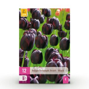 Tulipa Triumph Black - Triomftulp - Donker Paars - Voorjaarsbloeier - Bolmaat 11/12 | 12 stuks