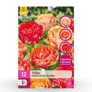 Tulipa Gudoshnik Double - Gevuldbloemige tulp Gudoshnik - Diversen - Voorjaarsbloeier - Bolmaat 11/12 | 12 stuks