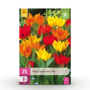 Tulipa Praestans Mix - Tulipa Praestans Mengsel - Diversen - Voorjaarsbloeier - Bolmaat 8/9 | 25 stuks