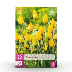thumbnail_6000-2657.jpg Tulipa Sylvestris - Bosdravik - Geel - Verwilderingsbol - Bolmaat 5/6 | 20 stuks