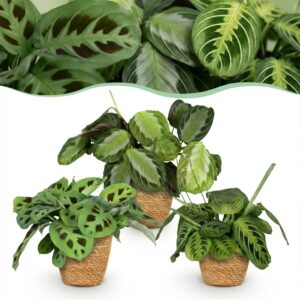 thumbnail_6000-269.jpg Marantha Silverband, Marantha Lemon Lime Marantha Kerchoveana - Gebedsplant - Huisdiervriendelijke Plant - Groen - 3 Planten - met Mand