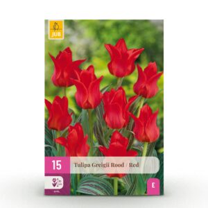 thumbnail_6000-2702.jpg 15x Tulipa Greigii Red - Greigii-tulp - Rood - Voorjaarsbloeier - Bolmaat 11/12