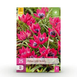 thumbnail_6000-2713.jpg Tulipa Little Beauty - Tulipa Little Beauty - Roze - Voorjaarsbloeier - Bolmaat 6/+ | 25 stuks