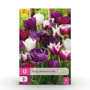 thumbnail_6000-2724.jpg Tulipa Blueberry mix - Bosbessenmix tulp - Diversen - Voorjaarsbloeier - Bolmaat 11/12 | 12 stuks