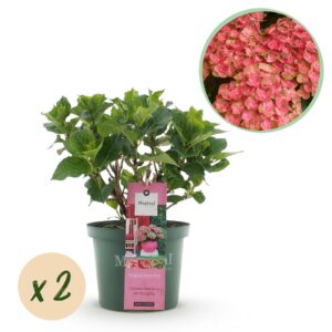 thumbnail_6000-2790.jpg Hortensia - Hydrangea Magical Green Fire - Roze Groen - 6-10 Bloemen - 2 Planten