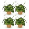 Maranta Fascinator Lemon Lime - Gebedsplant - Huisdiervriendelijke Plant - Groen - 4 Planten - met Mand