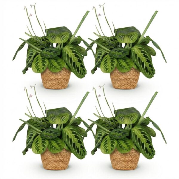 thumbnail_6000-280.jpg Maranta Fascinator Lemon Lime - Gebedsplant - Huisdiervriendelijke Plant - Groen - 4 Planten - met Mand