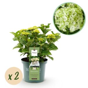thumbnail_6000-2801.jpg Hortensia - Hydrangea Magical Nobless - Wit - 6-10 Bloemen - 2 Planten