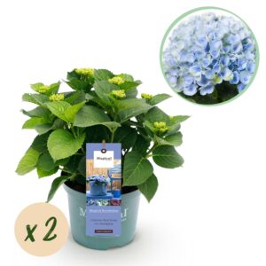 thumbnail_6000-2812.jpg Hortensia - Hydrangea Magical Revolution Blue - Blauw - 6-10 Bloemen - 2 Planten
